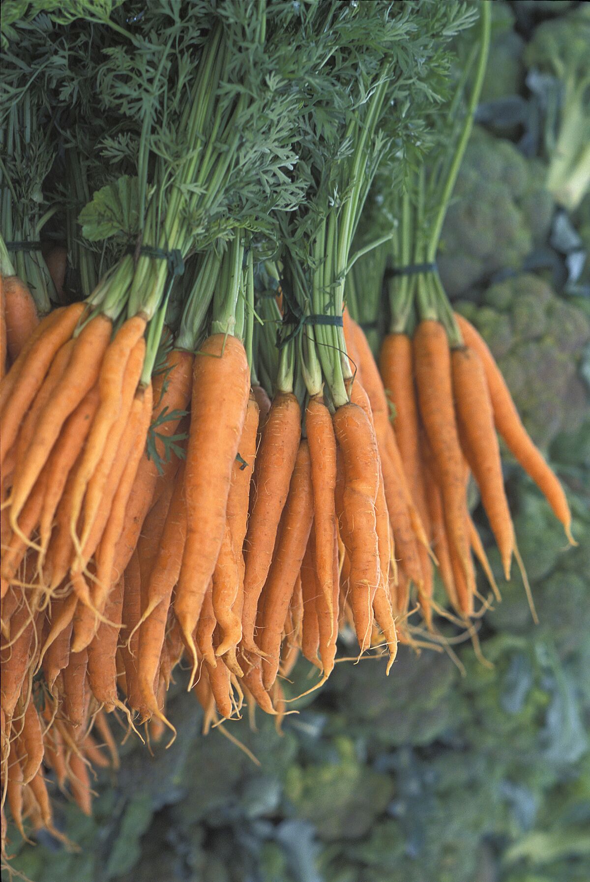The long, taper-rooted Imperator is the carrot variety most commonly seen in grocery stores.