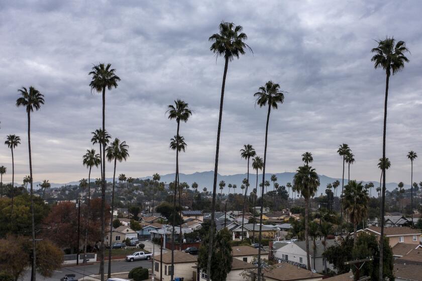 EL SERENO, CA - December 22 2021: Palms dot the landscape in a drone view across the Los Angeles community of El Sereno on Wednesday, Dec. 22, 2021 in El Sereno, CA. (Brian van der Brug / Los Angeles Times