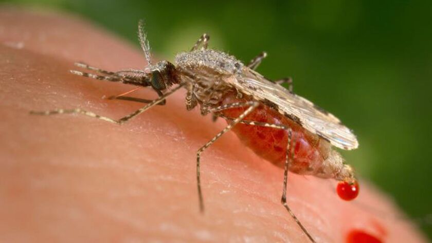 A photo provided by the Centers for Disease Control and Prevention shows a feeding female Anopheles stephensi mosquito, the type of insect that transmits malaria.