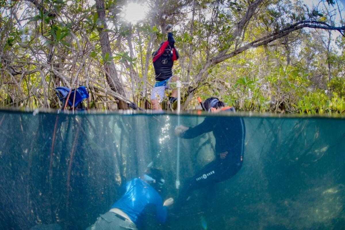Researchers drive a sediment corer into a flooded mangrove forest floor to collect a sample in the Galapagos Islands.