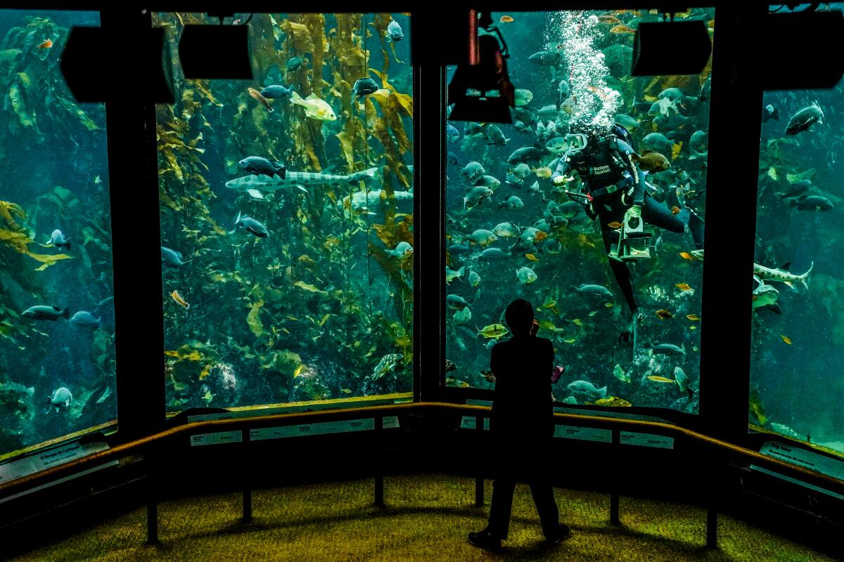 A person stands in front of the kelp forest tank at the Monterey Bay Aquarium