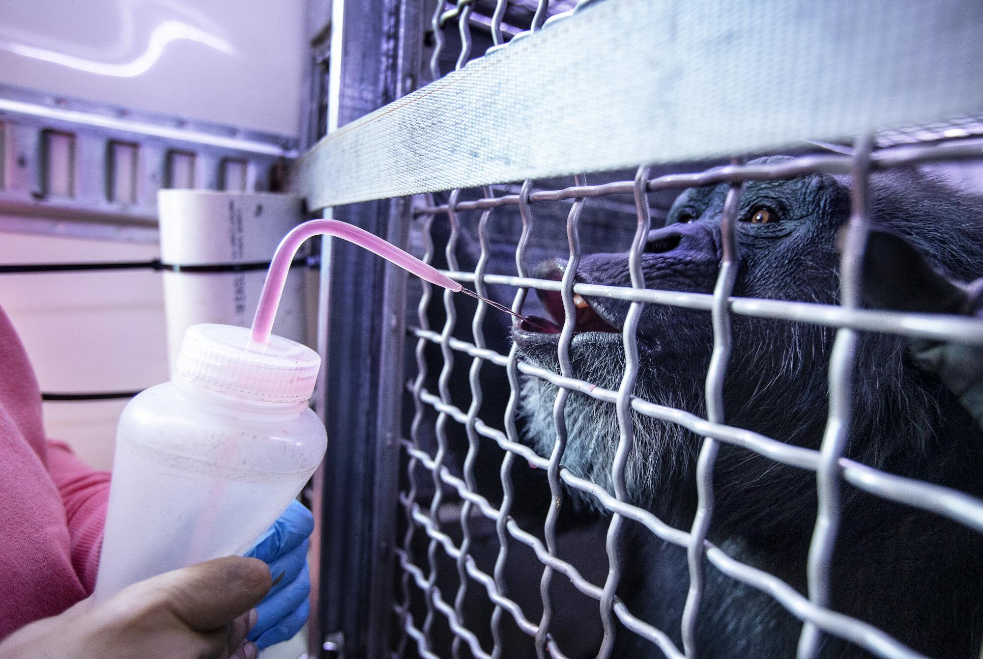 A chimpanzee drinking a spritz of Gatorade through the metal grate of a cage