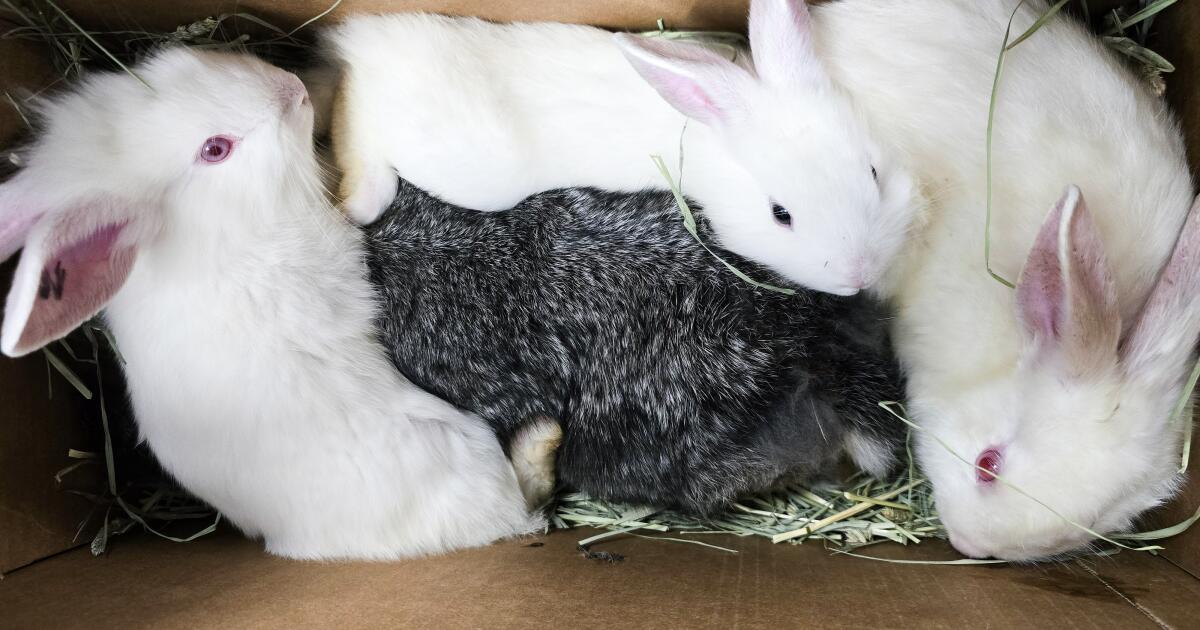 Hurry! More than 100 rescued bunnies need homes before they multiply