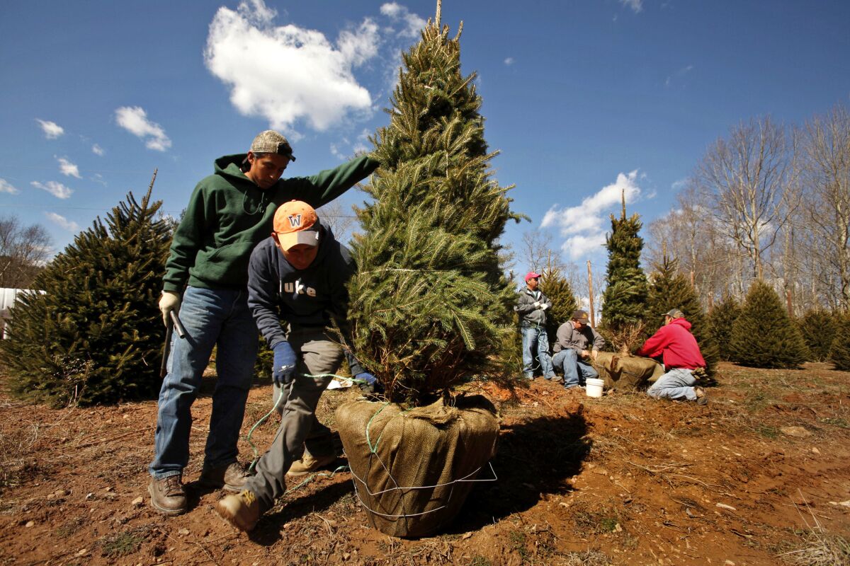 Jose Gill, 23, left, and Jorge Adrian, 27, move a tree at Barr Evergreens.