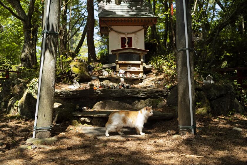 A cat walks across the altar at Cat Shrine on Tashirojima island in Ishinomaki, northeastern Japan, Saturday, May 18, 2024. (AP Photo/Hiro Komae)