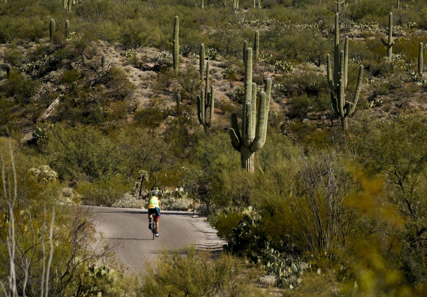 Saguaro National Park