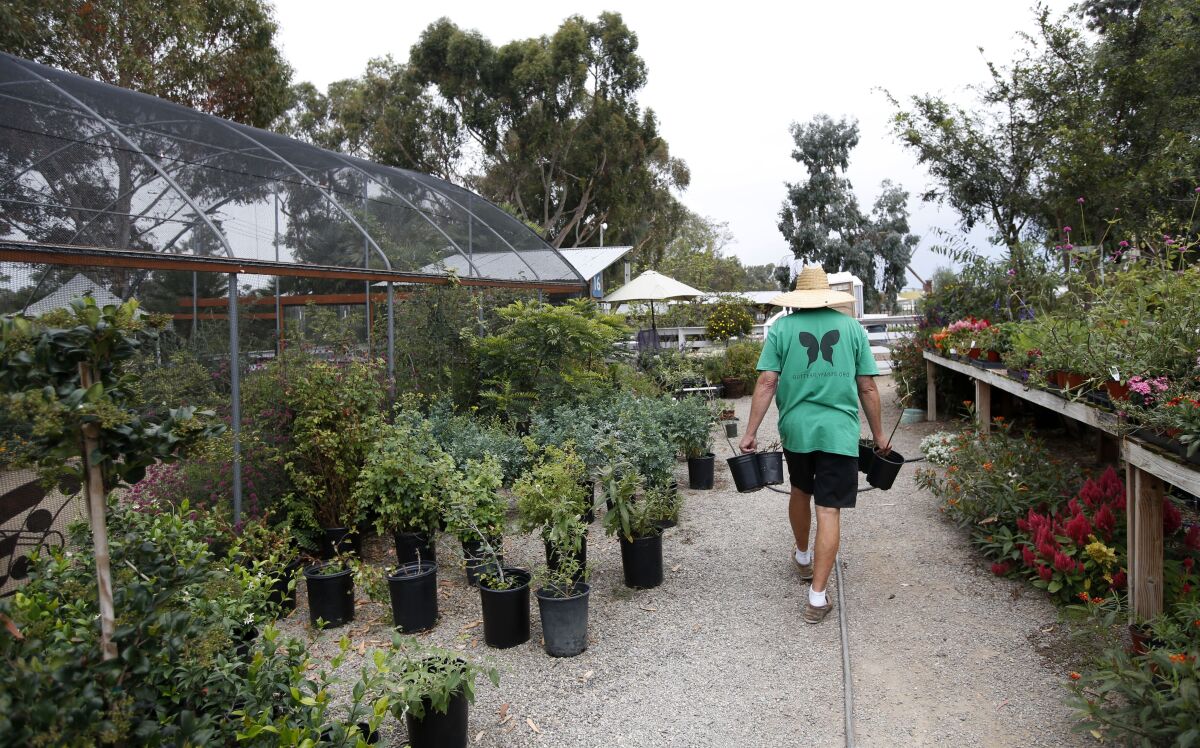 Tom Merriman, one of the founders of Butterfly Farms, carries plants through the nursery in Encinitas.
