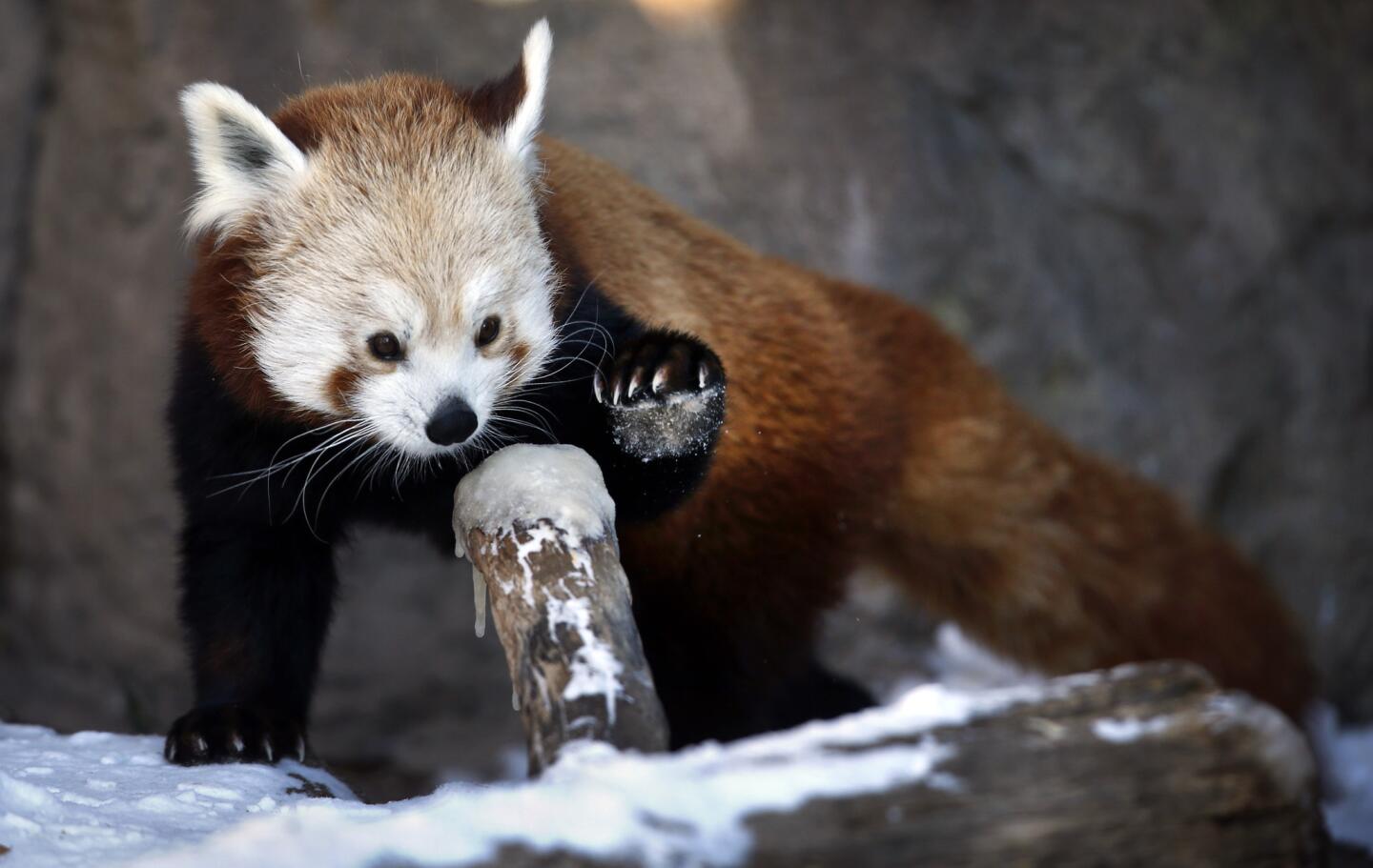 Denver Zoo