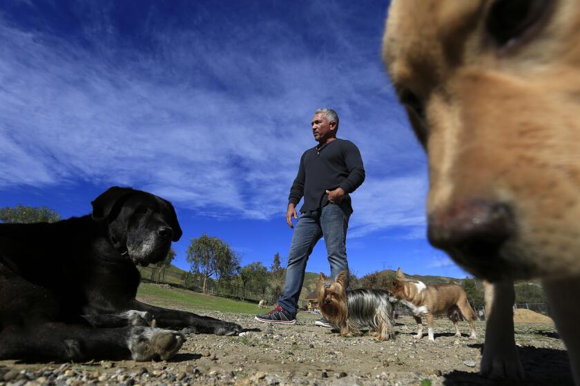 Cesar Millan is shown with dogs at his Dog Psychology Center in January 2015 in Santa Clarita.