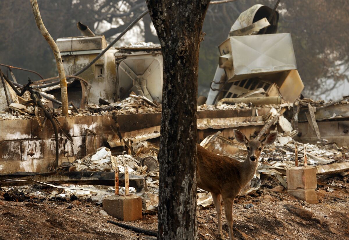 A deer peers out against the backdrop of a home that was destroyed in the Atlas fire in the Silverado Oaks neighborhood in Napa.