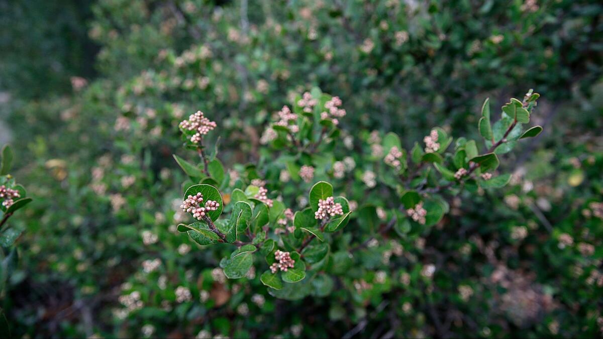 Detail of flowering lemonade berry at Mike Evans/Tree of Life Nursery in San Juan Capistrano.