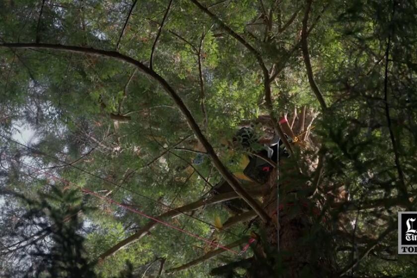 LA Times Today: ‘Sentinels’ follows environmental activists living in trees to stop logging