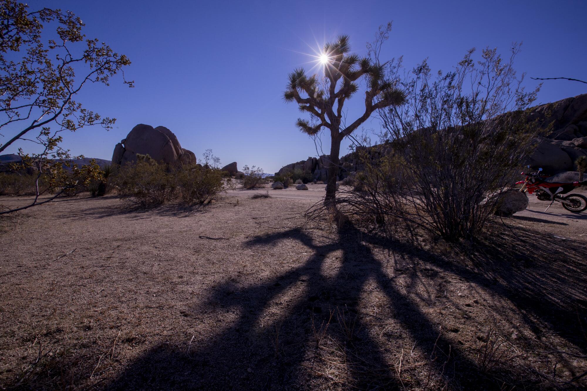 The sun shines through the limbs of a Joshua tree at sunrise. Long shadows stretch across the ground.