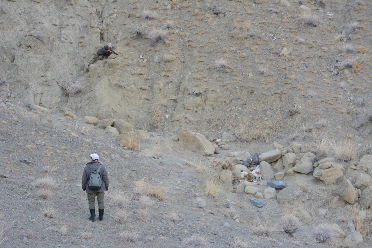 Biologist Ochirjav Munkhtogtokh, top, lines up a shot to tranquilize Tengri the snow leopard. Even when ensnared, the animal blends into its surroundings.