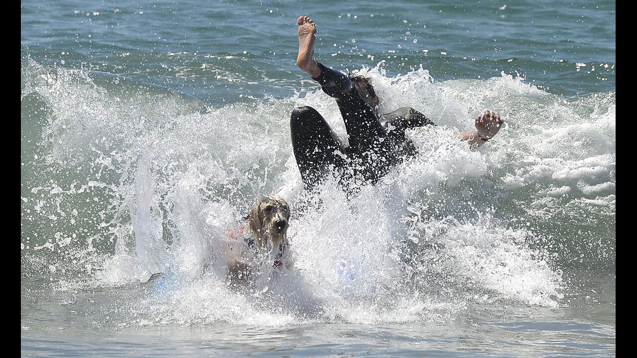 Unleashed Surf City Surf Dog contest