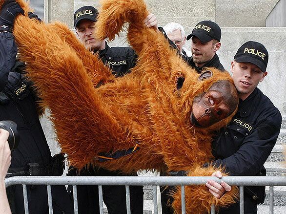 A Greenpeace activist dressed as an orangutan is thrown out of the annual general meeting of Nestle shareholders. Protesters criticized Nestle's use of palm oil, which they said is destroying Indonesian forests and pushing species such as orangutans from their native habitats.