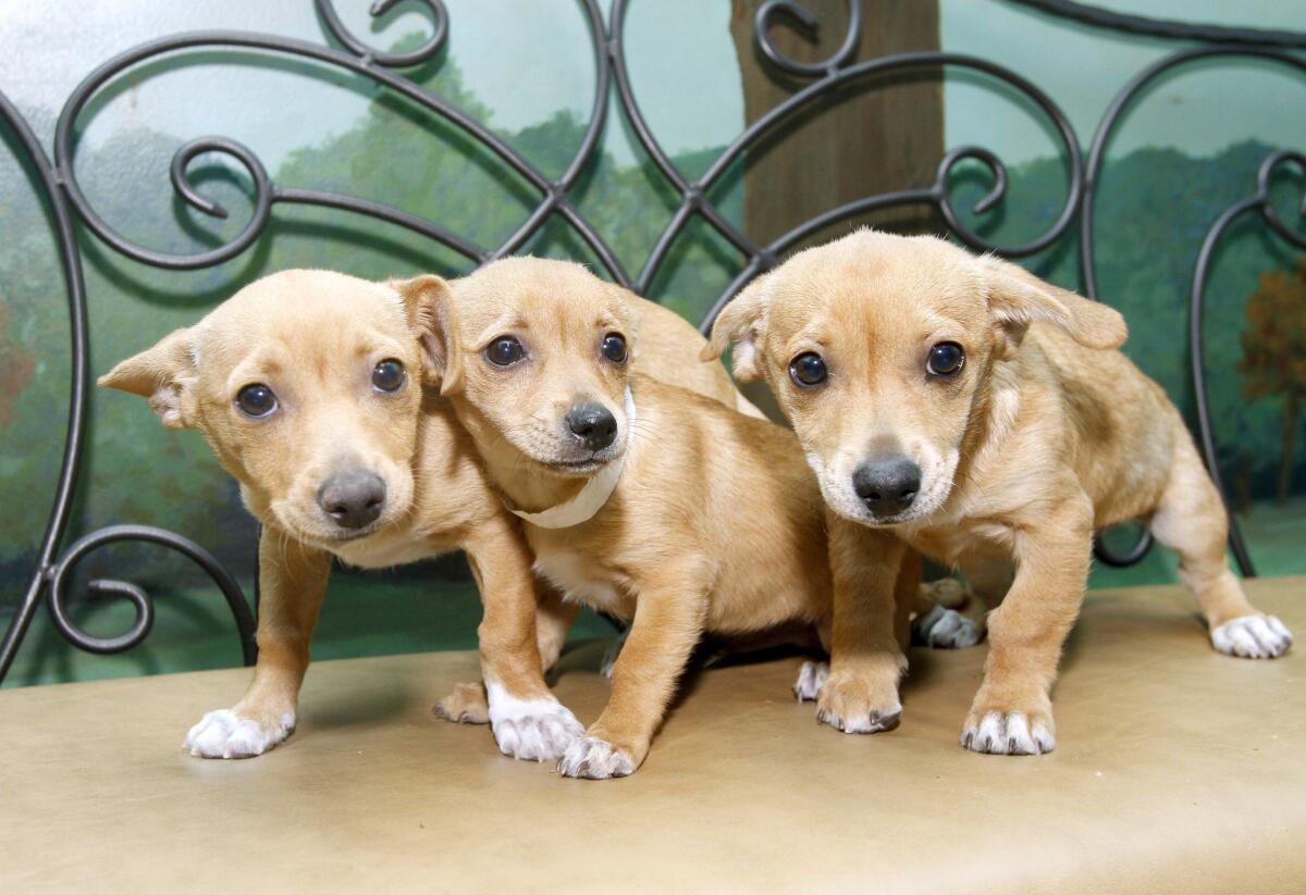 Burbank Animal Shelter is looking for a home for these three three-month old Corgi and Chihuahua mix puppies (Doc, Bashful and Happy)