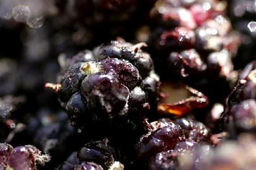 BERRY GOOD: Mulberries are highly sought-after.