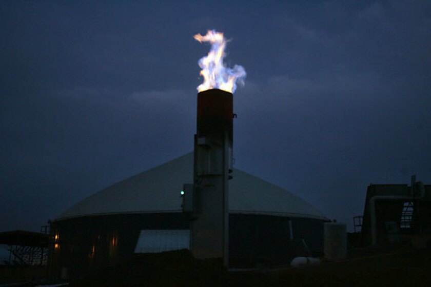 Excess methane gas is burned off at a dairy farm.