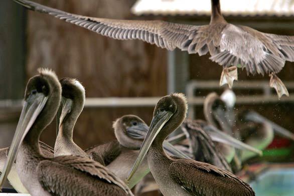 Pelican gathering