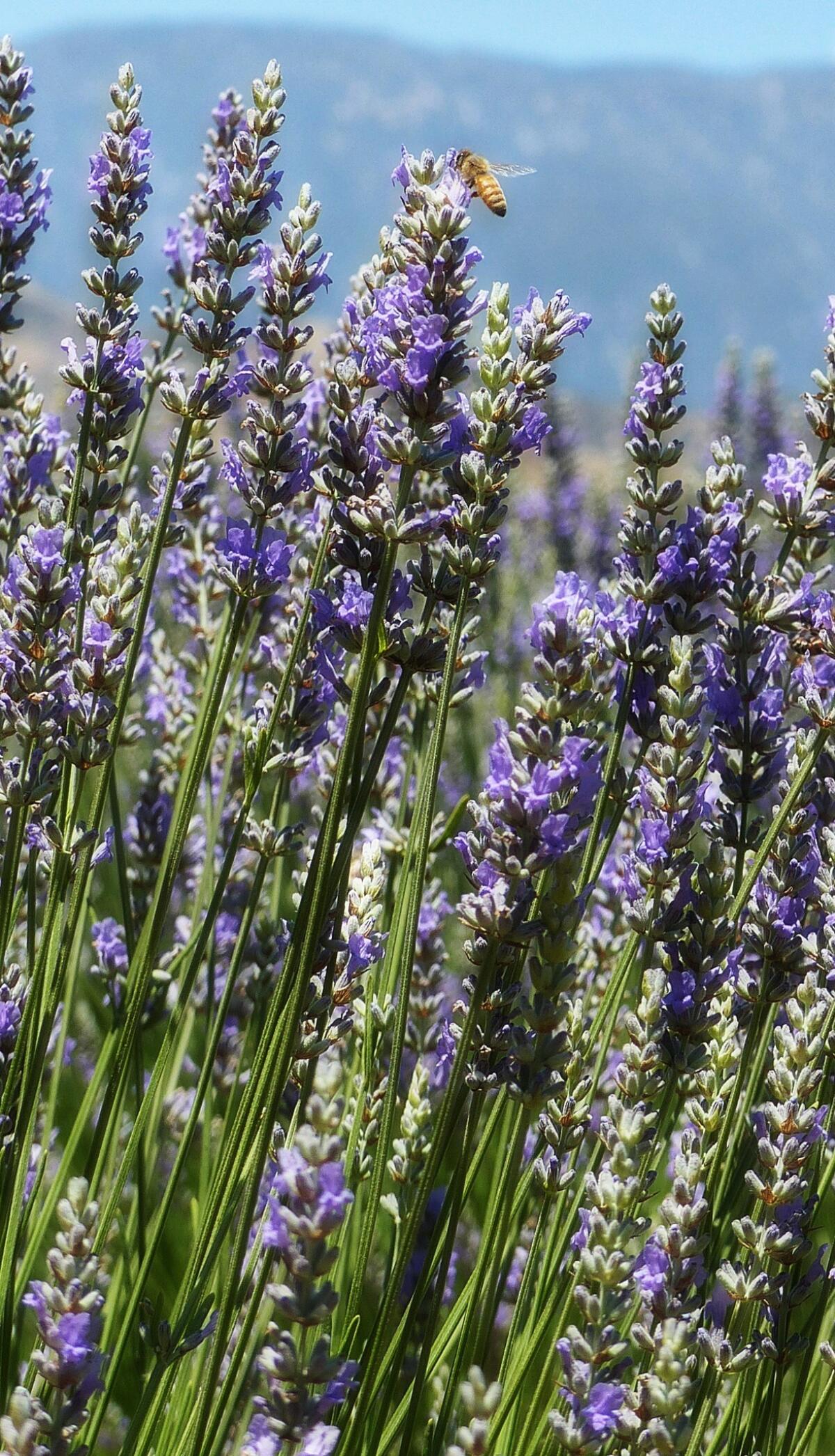 Bees are busy in the lavender fields at Highland Springs Ranch & Inn.