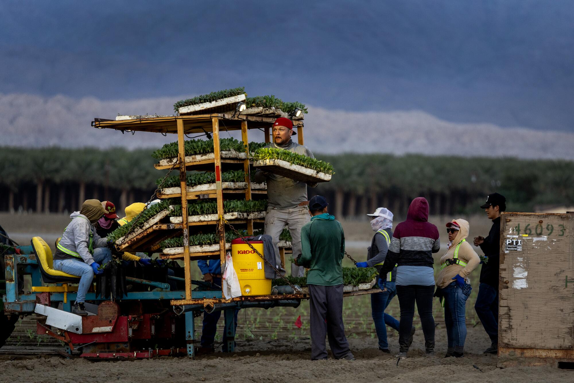 Farmworkers are planting winter vegetables, which should be harvested by the holidays.