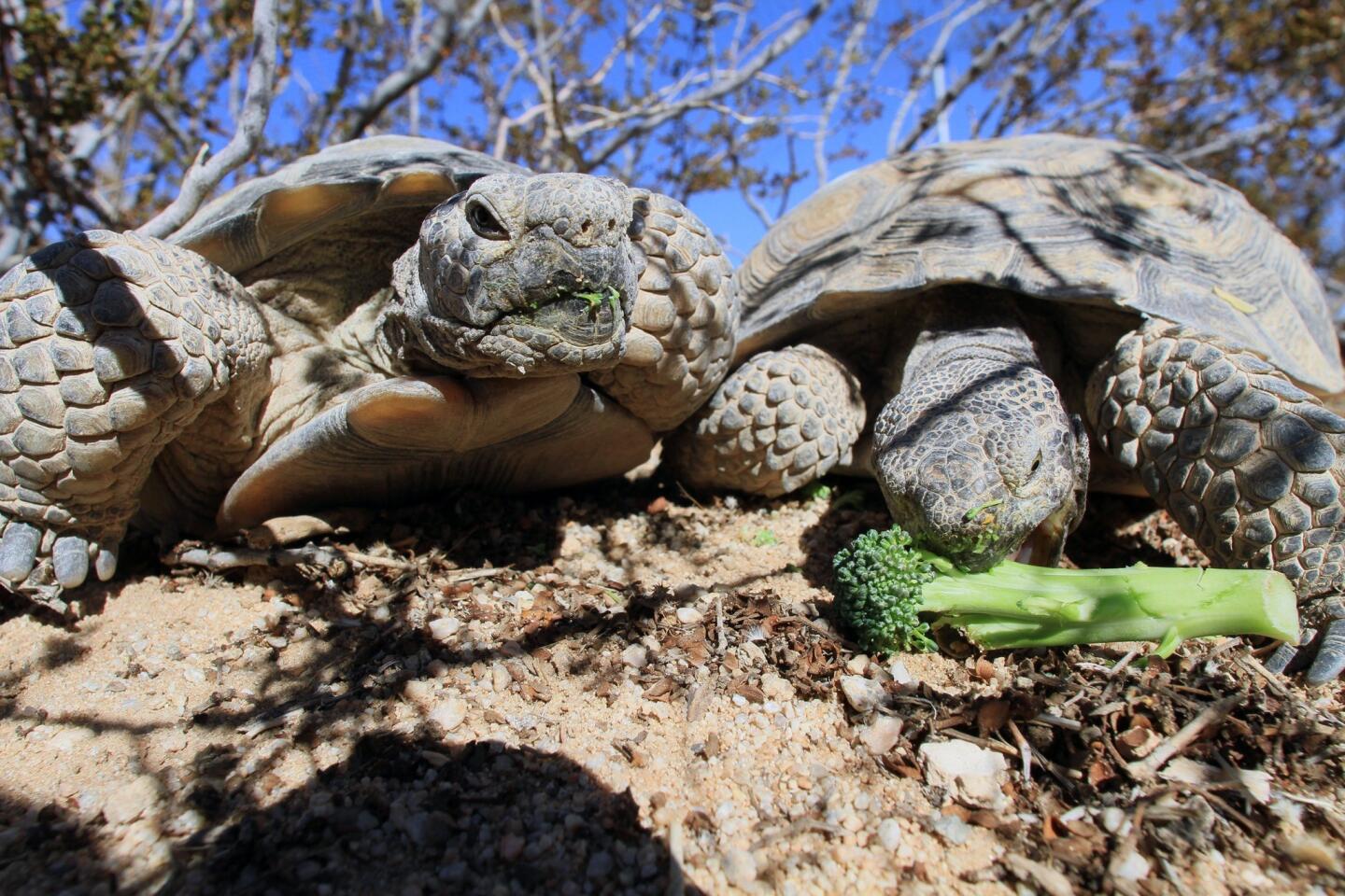 Desert tortoise