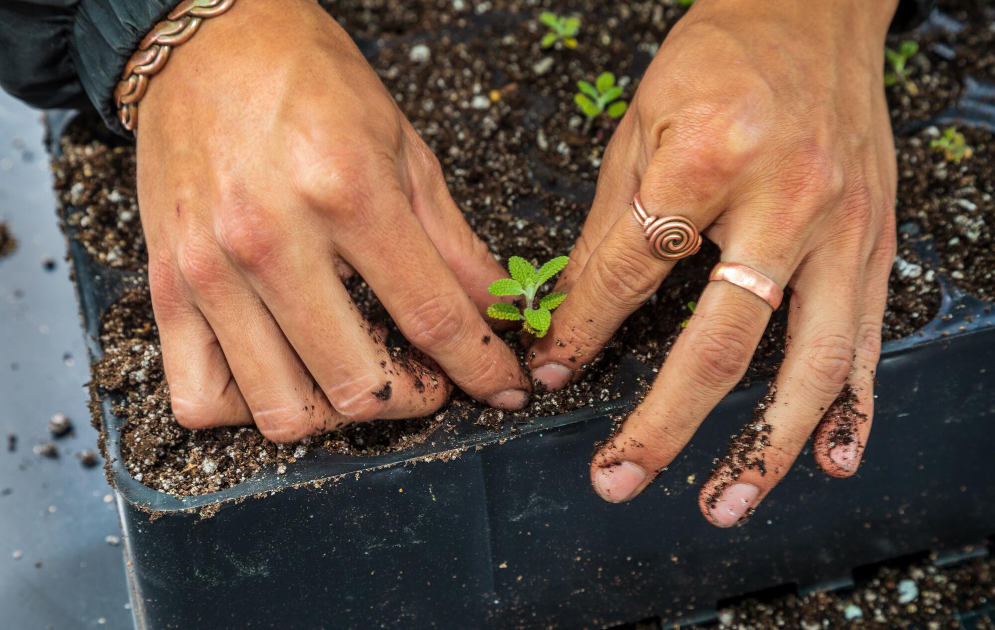 Hands place a seedling in a tray of dirt.