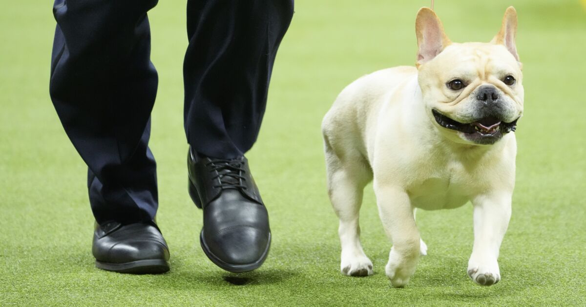 Fan favorite Winston the French bulldog is a Westminster finalist again. Can he win it all?