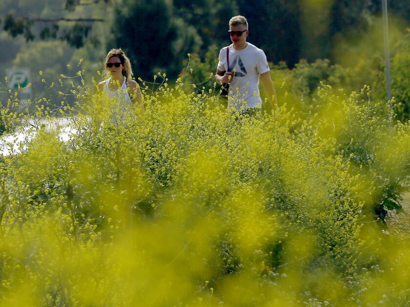 Zwarte mosterd groeit langs de wandelpaden in Griffith Park.