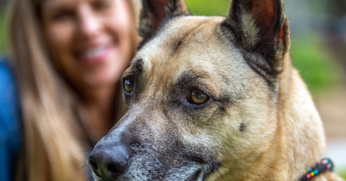 My rescue dog bit someone. I almost gave up on him — then I learned to heal us both