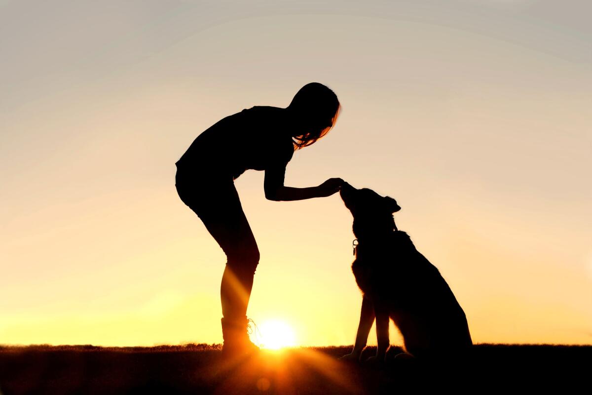 According to an annual survey conducted by the American Pet Products Assn., 65% of American households (79.9 million) are currently home to a pet.