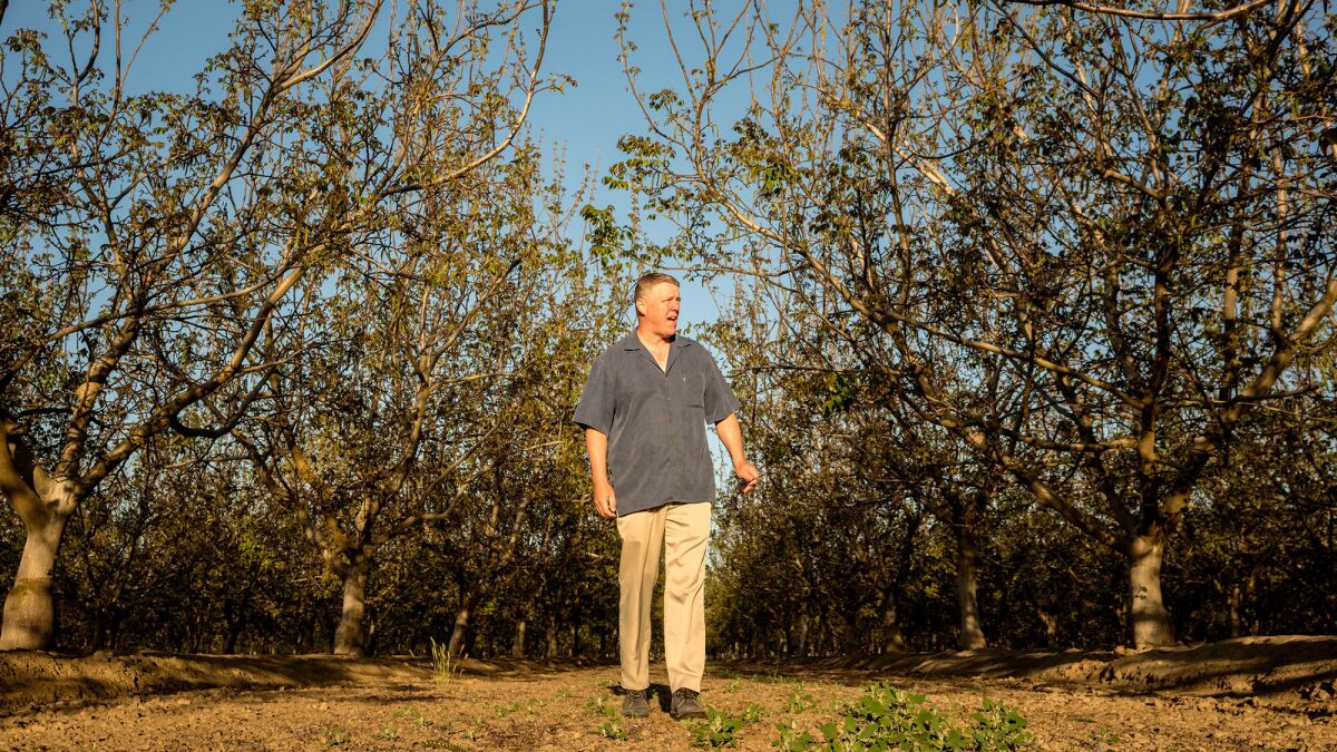 Mike Poindexter in his walnut orchard. President Trump has said he'll pay farmers back for taking one for the team on China trade tariffs.