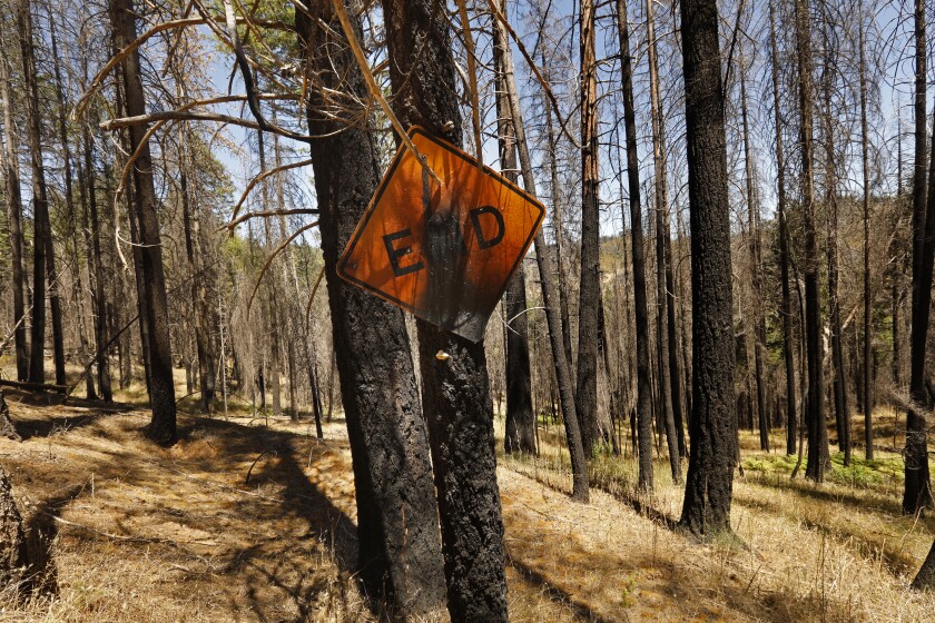 A burned sign that says "END" is attached to a burnt tree 