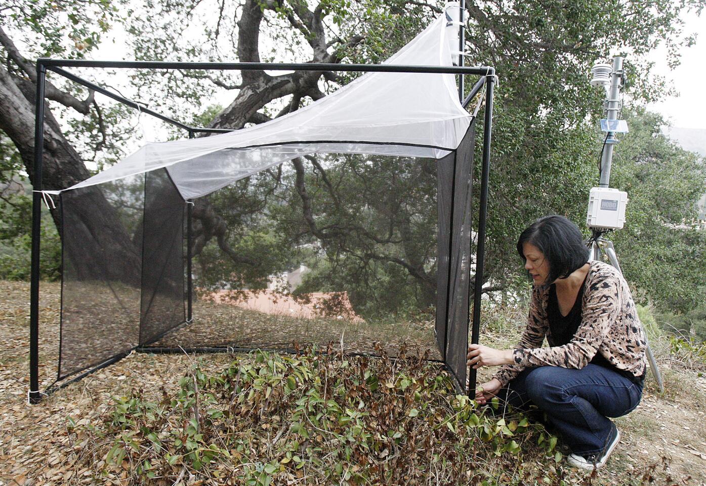 Photo Gallery: Natural History Museum Bioscan Project insect station in Glendale