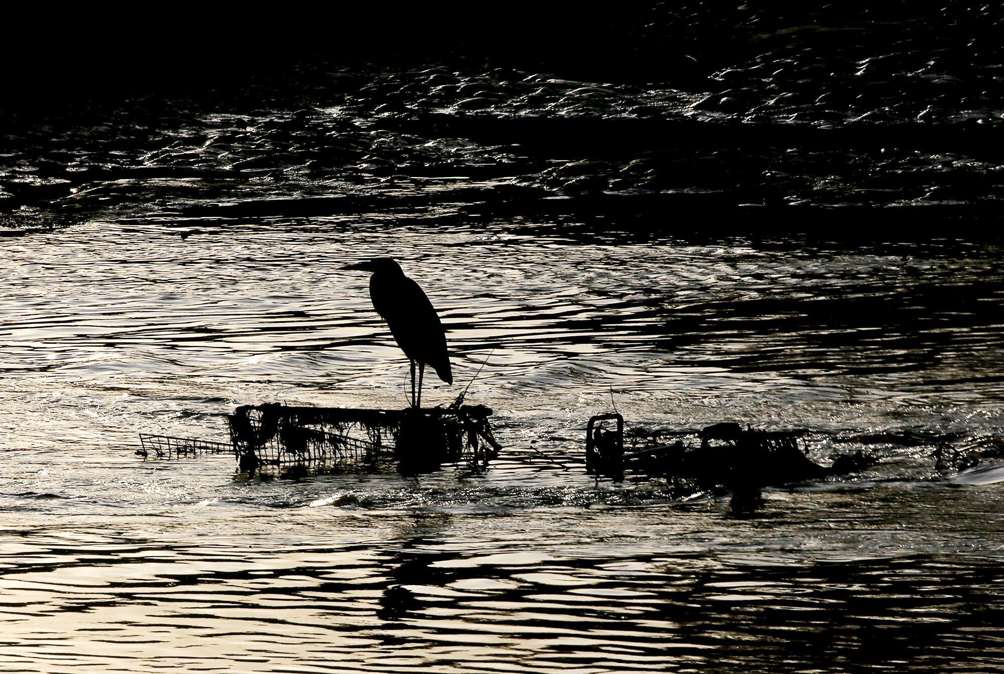 A heron perches on a discarded shopping cart in the Los Angeles River in Long Beach.