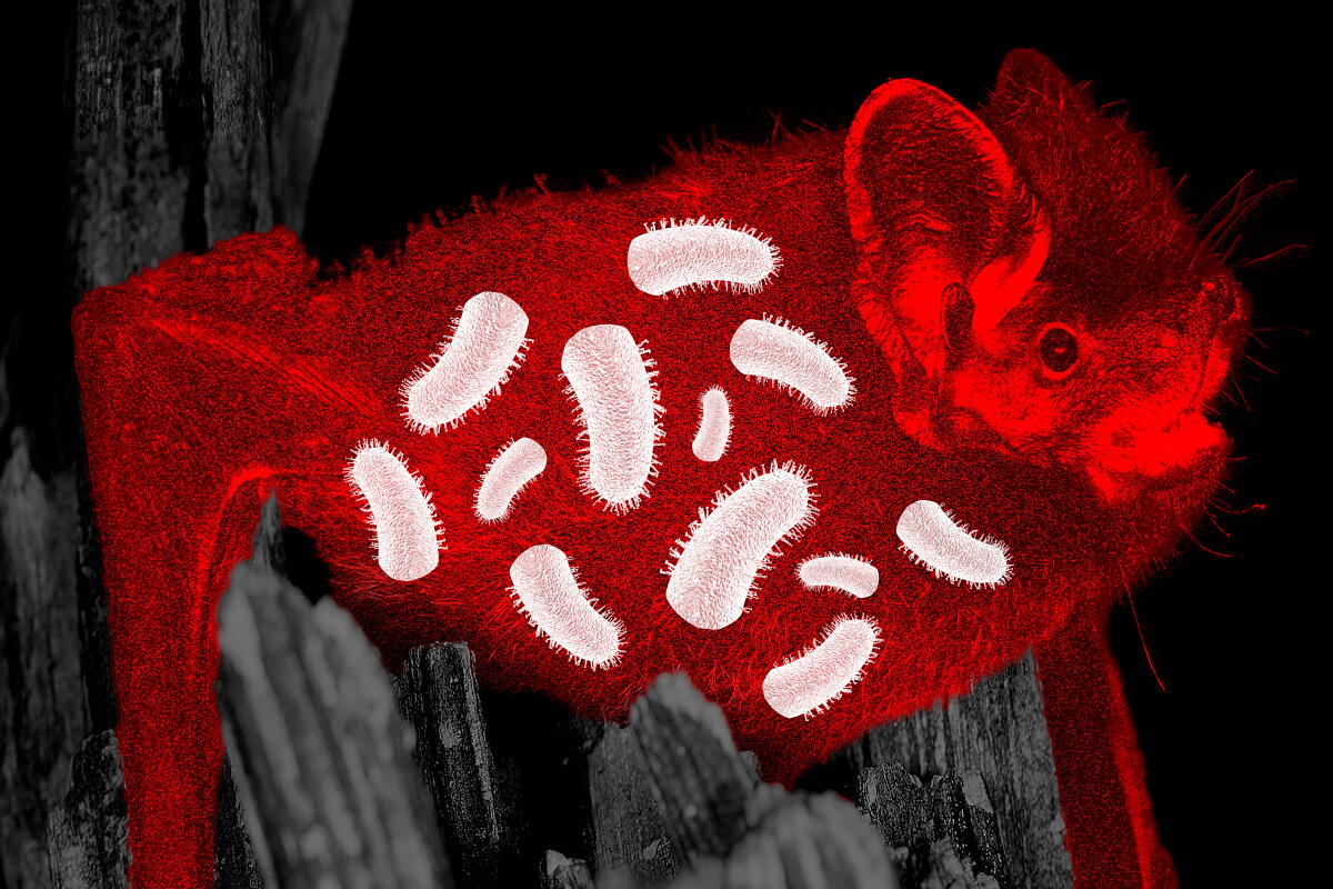 Bat Rabies Color My dog had a run-in with a rabid bat. Thank God for vaccines - Los ...