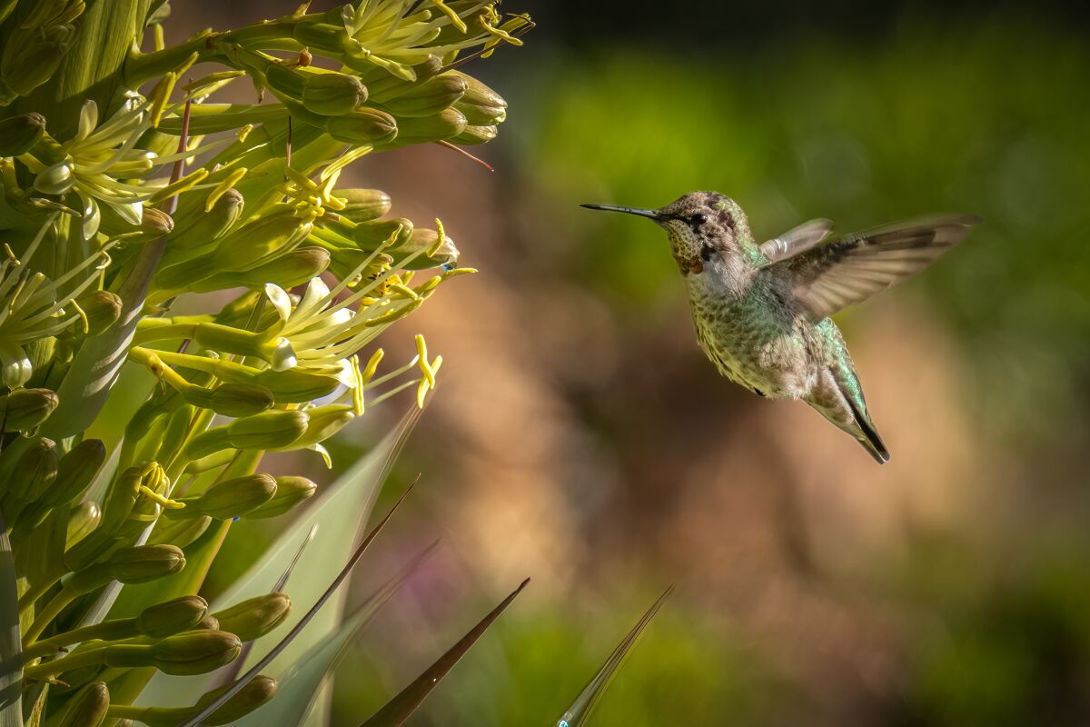 A hummingbird visits a foxtail agave.