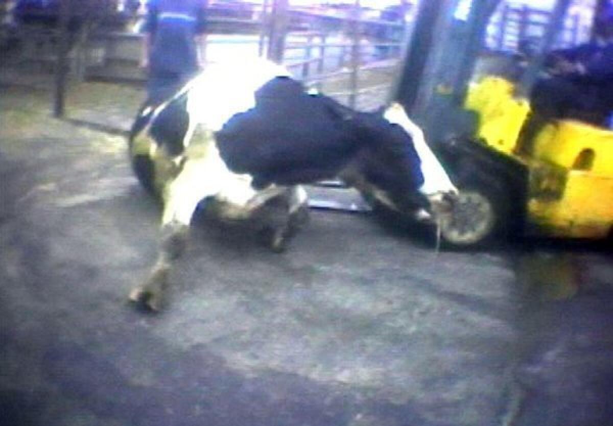 An image from a 2007 video provided by the Humane Society of the U.S. shows a worker at Hallmark/Westland slaughterhouse and meatpacking company in Chino attempting to force a cow onto its feet by ramming it with the blades of a forklift.