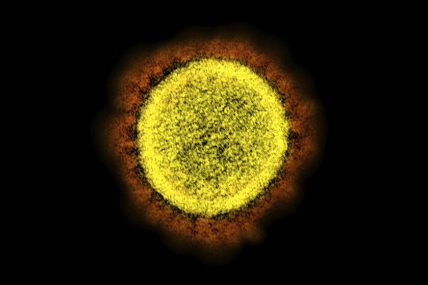 FILE - This 2020 electron microscope image made available by the National Institute of Allergy and Infectious Diseases shows a Novel Coronavirus SARS-CoV-2 particle isolated from a patient, in a laboratory in Fort Detrick, Md. The coronavirus mutant widely known as stealth omicron is now causing more than a third of new omicron cases around the world. But scientists still don’t know how it could affect the future of the pandemic. (NIAID/NIH via AP, File)