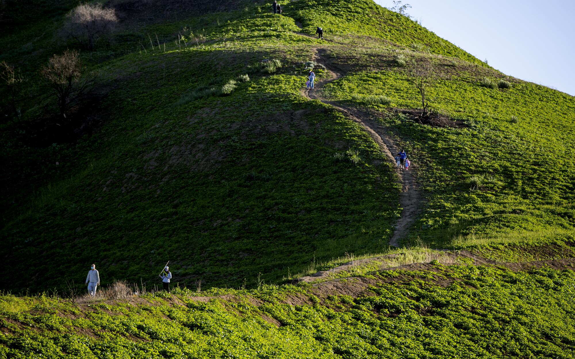 Hikers walk on the steep dirt trails at Chino Hills State Park, where the Ball brothers would often train.