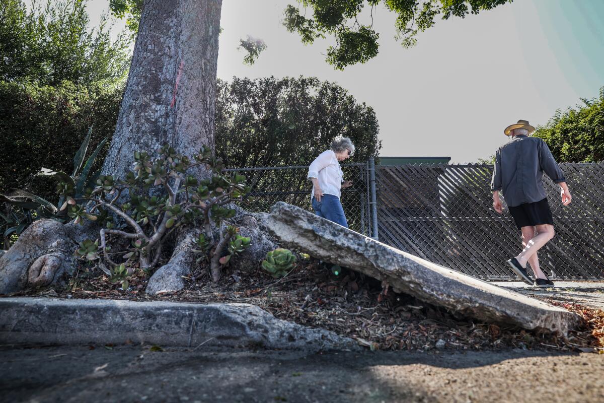 Dennis Hathaway and wife, Laura Silagi walk past a heavily damaged section of sidewalk near their home. 
