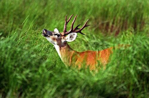 Marsh deer