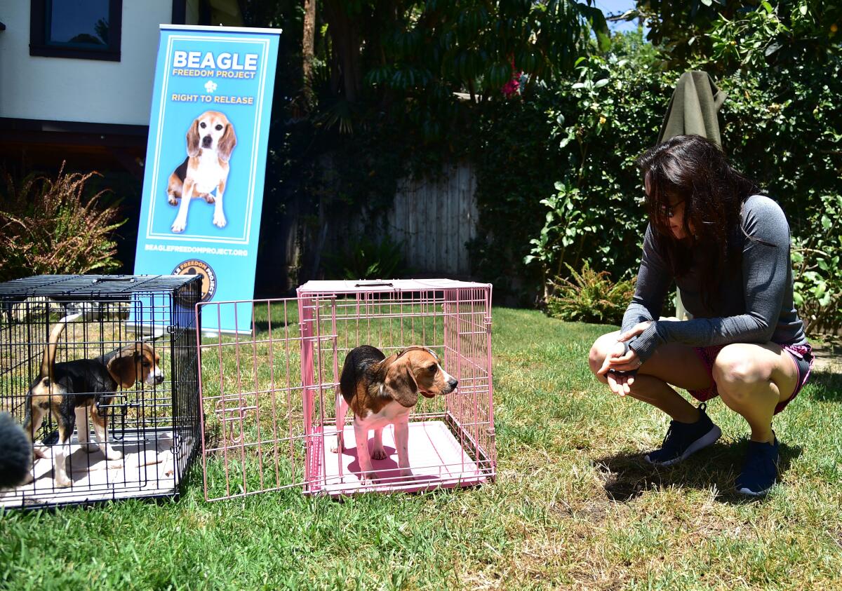 One beagle is in a cage while another is about to step out of a cage and onto a lawn