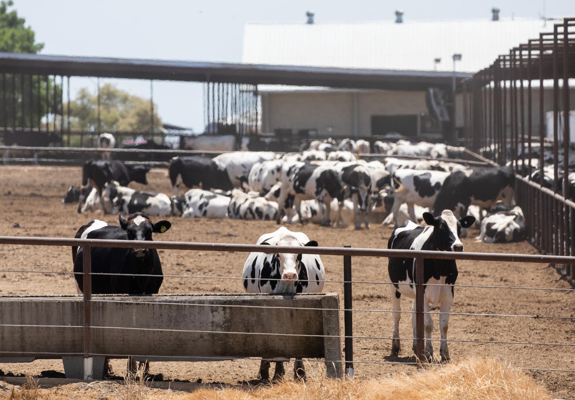 Dairy cows feed at a farm in Tulare County.  