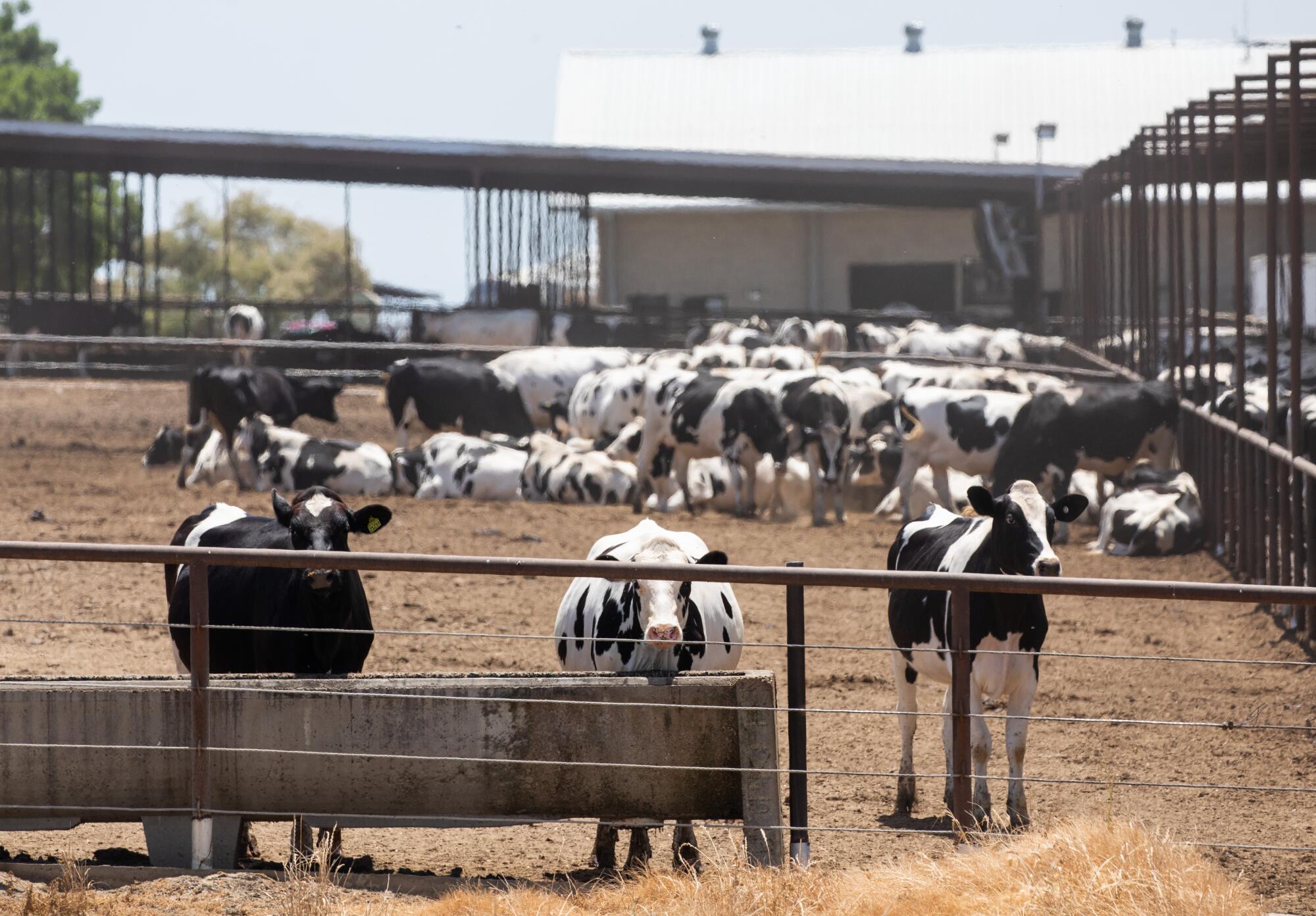 Dairy cows feed at a farm in Tulare County.