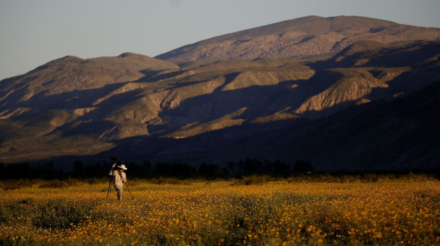 Mike Lightner, 65, of Boulder, Colo., photographs flowers at Anza-Borrego Desert State Park in San Diego County.