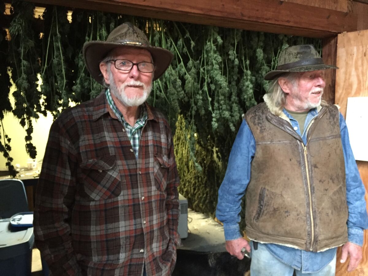 Identical twins John, left, and Robert Cunnan, 76, are legally allowed to grow up to 99 plants on their Mendocino farm.