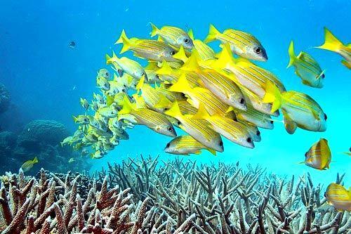 A school of fish swim in the Great Barrier Reef in Australia.