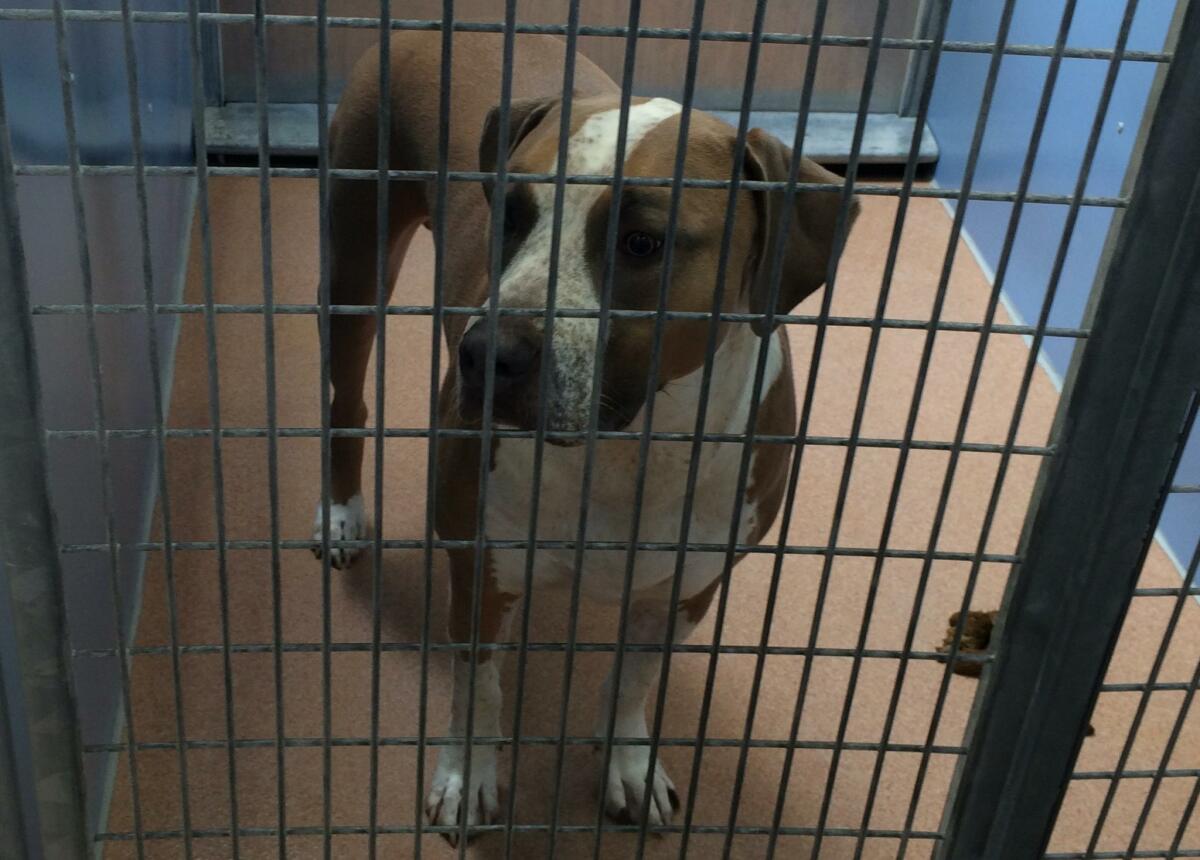 Polo, the pit bull-mix who authorities said bit and killed a baby after being startled. San Diego County Department of Animal Services